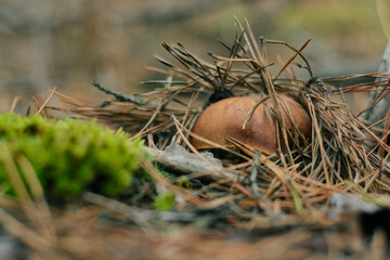 Mushroom in the fall forest. Forest magic 