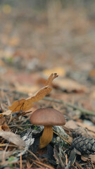 Mushroom in the fall forest. Forest magic