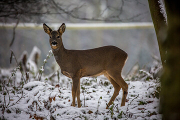 A young deer strolls though a winter woodland looking for food, with a sprinkling of snow on the ground