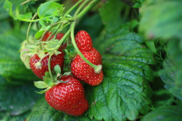 strawberries on the grass