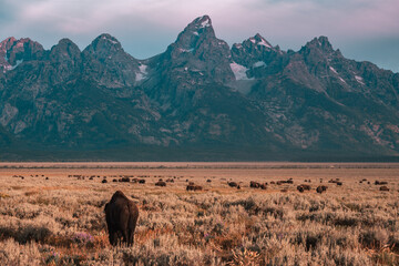 The backside of one American Bison or Buffalo with a herd roaming in a prairie grass field during sunrise in Grand Teton National Park, Wyoming, USA. Teton Mountain Range towers in the background. 