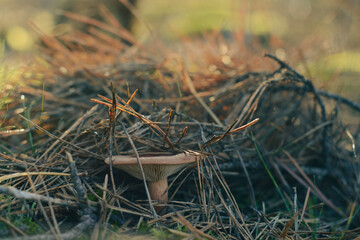 Mushroom in the fall forest. Forest magic 
