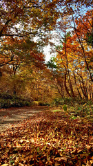 한라산 둘레길 천아숲길 풍경, 단풍