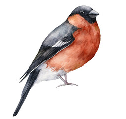 Watercolor Christmas card with bullfinch. Hand painted winter holidays bird isolated on white background. Wildlife illustration for design, print, fabric or background.