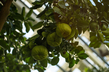 Green pomelo fruits on tree in garden
