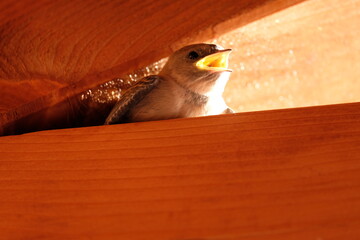 Hirondelle des rochers © paugoga