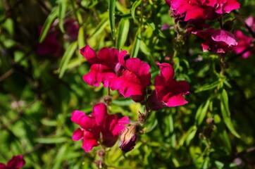 Obraz na płótnie Canvas Beautiful garden flowers at sunny day, Snapdragon flowers blooming in garden, Colorful Snapdragons
