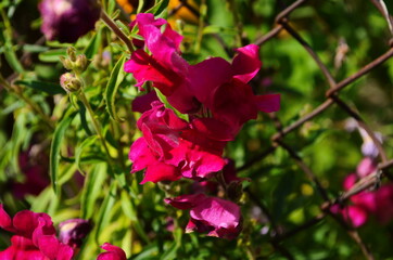 Beautiful garden flowers at sunny day, Snapdragon flowers blooming in garden, Colorful Snapdragons