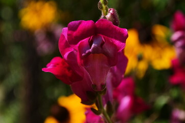 Beautiful garden flowers at sunny day, Snapdragon flowers blooming in garden, Colorful Snapdragons