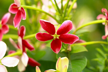 Red and white flowers of Combretum indicum, known as the Rangoon creeper  or  Chinese honeysuckle