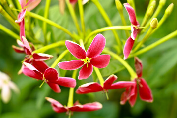 Red and white flowers of Combretum indicum, known as the Rangoon creeper  or  Chinese honeysuckle