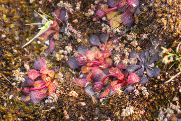The flat rosetted Sundew Drosera lowriei close to Holt Rock, Western Australia
