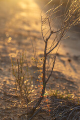 Nice plants of Drosera sp. in backlight close to Holt Rock, Western Australia