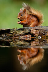 Red Squirrel Reflaction