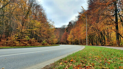 Street and pavement in the autumn forest, no people or cars.