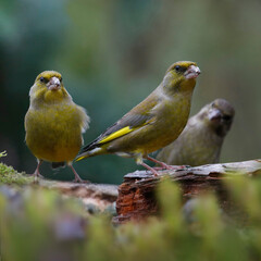 Grünfinken (Chloris chloris), Männchen und Weibchen sitzen auf Baumstamm