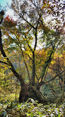 한국 제주도 한라산 둘레길 풍경, 가을 단풍