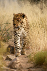 Leopard (Panthera pardus) Raubtier im Grasland, Afrika