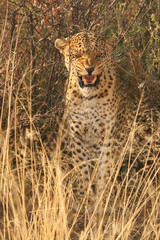 Fototapeta na wymiar Leopard (Panthera pardus) Raubtier im Grasland, Afrika