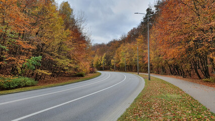Street and pavement in the autumn forest, no people or cars.