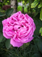 pink rose flower