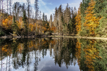 Boubin lake. Reflection of fall trees of Boubin Primeval Forest, Sumava Mountains, Czech Republic.Water reservoir located at the altitude of 925 m. Czech National Nature Reserve.Tip for trip.
