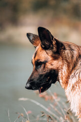 Portrait in profile of a black and red German shepherd dog. Purebred dog on the background of a yellow autumn forest, high-quality photo of the dog for a screensaver or calendar.
