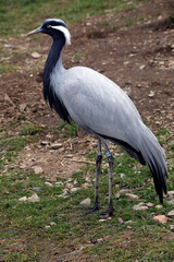 Jungfernkranich (Anthropoides virgo)  Kranichvogel