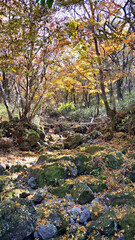 한국 제주도 한라산 둘레길 풍경, 가을 단풍