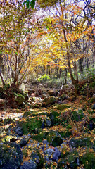 한국 제주도 한라산 둘레길 풍경, 가을 단풍