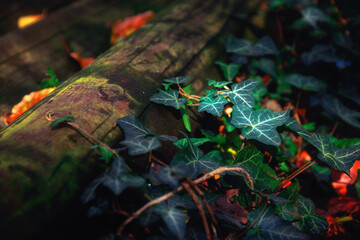 autumn leaves in the forest