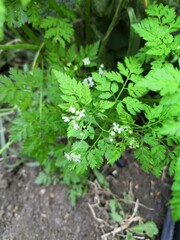 parsley in the garden