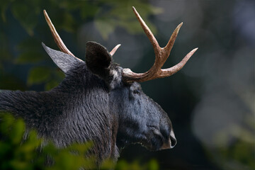  Elch (Alces alces) Kopf, Portrait, Seitenansicht