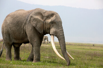 Obraz na płótnie Canvas Afrikanische Elefant (Loxodonta africana) Bulle in der Steppe, Amboseli Nationalpark, Kenia, Ostafrika