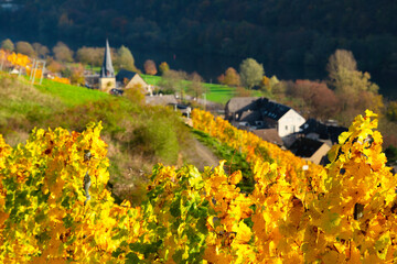 View to the village Pommern framed by colourful autumn vine leaves. Background blurred