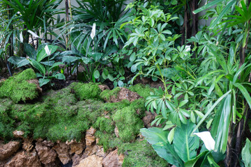 Green plants in tropical garden, stock photo