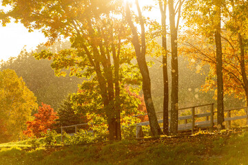 雪虫の乱舞・北海道、10月中旬