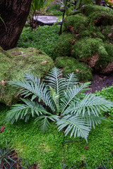 Green plants in tropical garden, stock photo
