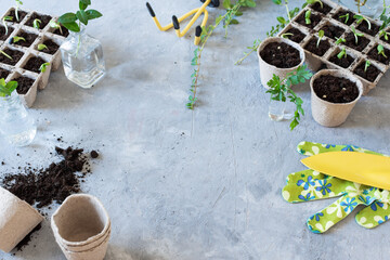 Growing plants in a germinating boxes for sprouts.
