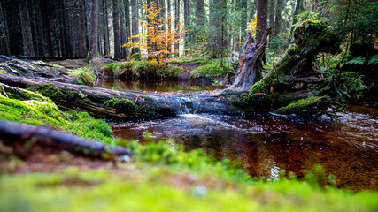 R&ouml;nischb&auml;chle im Zauberwald bei Bernau
