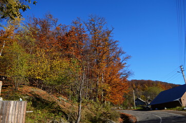 Golden autumn scene in a park, with falling leaves, the sun shining through the trees and blue sky