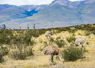 Fotobehang Greater rhea - nandu - bird in grassland pampa near Torres del Paine © Fyle
