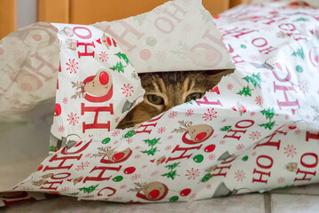 Verspielte Katze versteckt sich im Weihnachtspapier