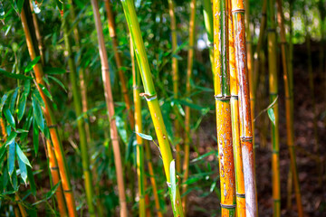 Obraz premium Bamboo evergreen plants