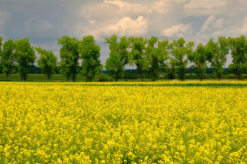 Obraz premium Landschaft am NSG Sulzheimer Gipshügel, Landkreis Schweinfurt, Unterfranken, Bayern, Deutschland
