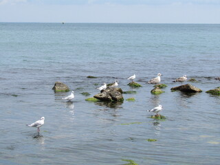 seagulls on the water