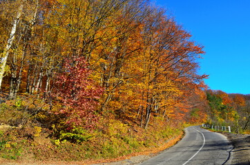 Golden autumn scene in a park, with falling leaves, the sun shining through the trees and blue sky