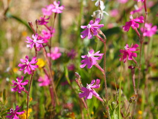Fototapeta na wymiar Wildflowers (Silene scabriflora)