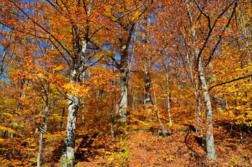 Obraz premium Golden autumn scene in a park, with falling leaves, the sun shining through the trees and blue sky