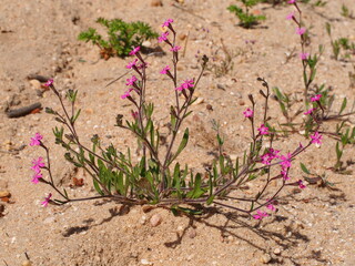 Wildflower (Silene scabriflora)